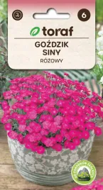gozdzik-siny-rozowy-nasiona-kwiatow-517-toraf
