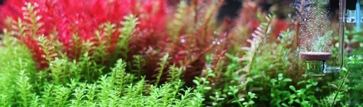 twinstar-co2-diffuser-l