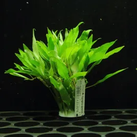 rosliny-do-akwarium-hygrophila-siamensis-xl-latwa