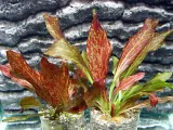 echinodorus-red-flame-zabienicakoszyk