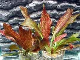 echinodorus-red-flame-zabienicakoszyk