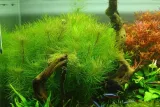 rosliny-do-akwarium-pogostemon-erectus-piekny