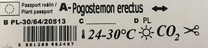 rosliny-do-akwarium-pogostemon-erectus-piekny-kod-producenta-565132