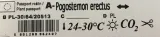 rosliny-do-akwarium-pogostemon-erectus-piekny-kod-producenta-565132