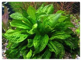 echinodorus-parviflorus-tropica-zabienica-koszyk