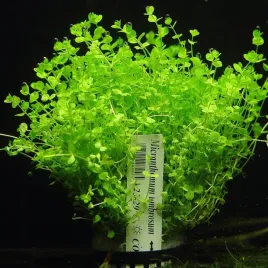 micranthemum-umbrosum-xxl-rosliny-do-akwarium-or-latwa