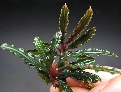 bucephalandra-biblis-koszyk-holandia-o-55-cm