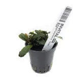 bucephalandra-mini-red