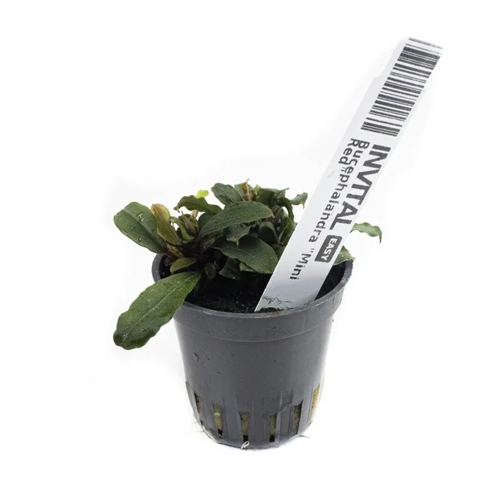 bucephalandra-mini-red