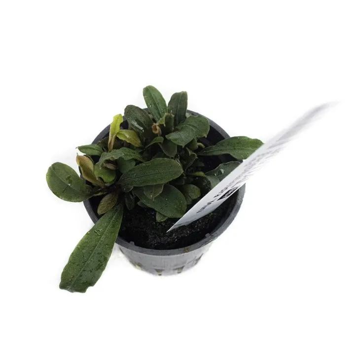 bucephalandra-mini-red