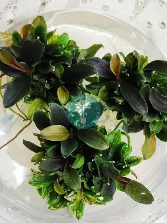 bucephalandra-mini-red