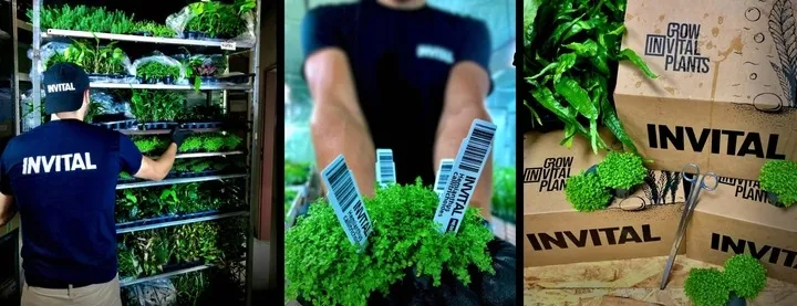 bucephalandra-mini-red-kod-producenta-565132