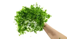 hydrocotyle-tripartita-sp-japan-dywan-16x11-cm