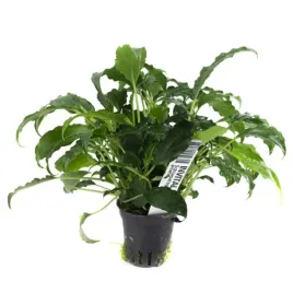 schismatoglottis-prietoi-koszyk-holandia-o-55-cm