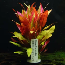 alternanthera-splendida-xxl-rosliny-do-akwarium