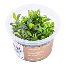 bucephalandra-sp-brownie-roslina-in-vitro-5cm