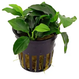 anubias-barteri-var-nana-petite-koszyk-o-55-cm