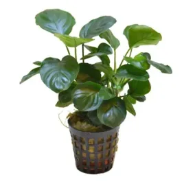 anubias-golden-coin-koszyk-holandia-o-55-cm