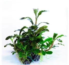 bucephalandra-sintang-koszyk-holandia-o-55-cm