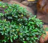 bucephalandra-sintang-koszyk-holandia-o-55-cm-stan-nowy