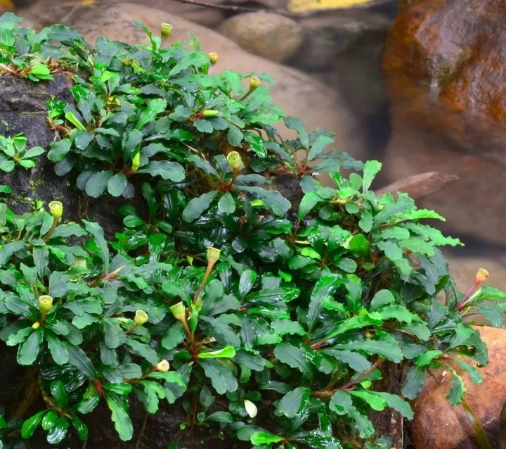 bucephalandra-sintang-koszyk-holandia-o-55-cm