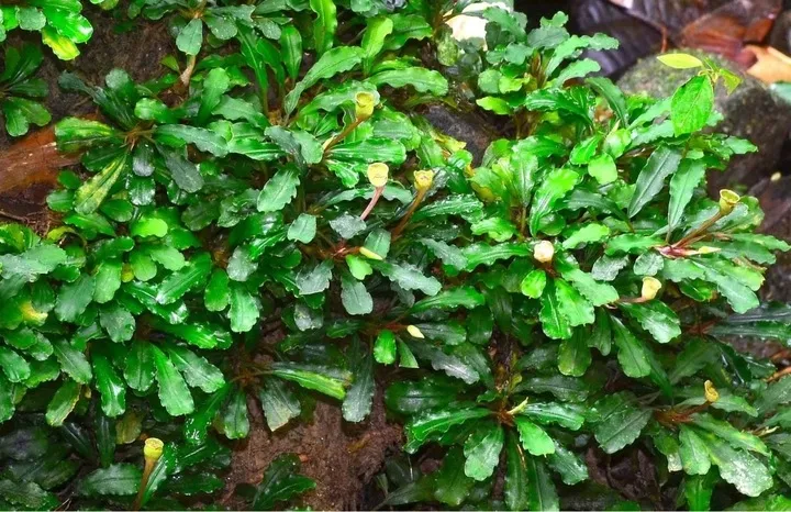 bucephalandra-sintang-koszyk-holandia-o-55-cm-marka-inna