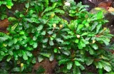 bucephalandra-sintang-koszyk-holandia-o-55-cm-marka-inna