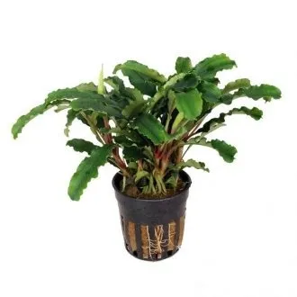 bucephalandra-sintang-koszyk-holandia-o-55-cm-stan-opakowania-oryginalne