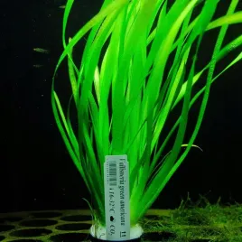 rosliny-do-akwarium-vallisneria-green-americana-xl