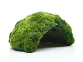 galezatka-na-lupinie-kokosa-zywa-grota-dla-ryb