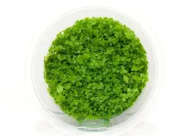 micranthemum-monte-carlo-kubek-10cm-in-vitro