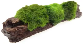 galezatka-na-korzeniu-mangrowca-ozdoba-do-akwarium