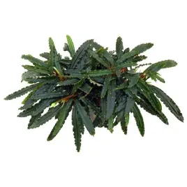 bucephalandra-biblis-koszyk-holandia-o-55-cm