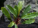 bucephalandra-biblis-koszyk-holandia-o-55-cm-stan-nowy