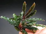 bucephalandra-biblis-koszyk-holandia-o-55-cm-marka-inna