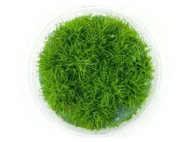 eleocharis-parvula-poniklo-kubek-10cm-in-vitro