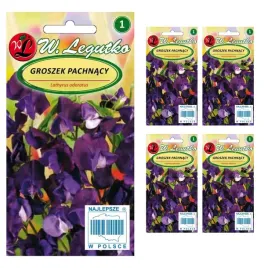 nasiona-groszek-pachnacy-wisniowy-fioletowy-15g