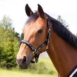 kantar-nylonowy-dla-konia-horze-hampton-podszywany-neoprenem-czarny-cob