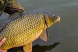 osmo-pro-method-feeder-dark-pellet-2mm-1kg-zaneta-plec-nie-dotyczy-stan-opakowania-oryginalne