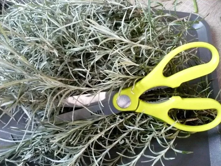 ibili-nozyce-kuchenne-marka-ibili-przeznaczenie-uniwersalne