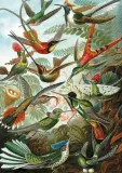 puzzle-haeckel-kolibry-piatnik-stan-nowy