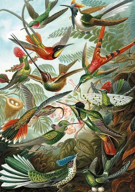 puzzle-haeckel-kolibry-piatnik