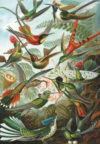 puzzle-haeckel-kolibry-piatnik-kolekcja-brak-informacji