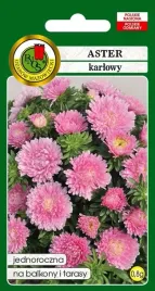 aster-karlowy-rozowy-08-g-pudrowy-pelny-dubeltowy-nasiona-pnos
