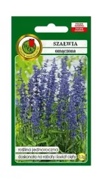 szalwia-omaczona-fioletowa-02-g-wabi-motyle-nasiona-pnos