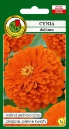 cynia-daliowa-eldorado-pomaranczowa-1g-pelna-dubeltowa-nasiona-pnos