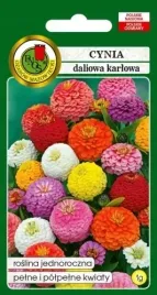 cynia-karlowa-niska-cupido-mieszanka-kolorow-1g-nasiona-pnos