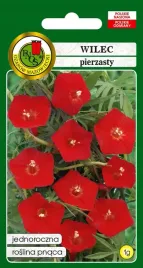wilec-pierzasty-czerwony-pnacy-1g-jednoroczny-na-rabaty-nasiona-pnos