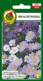 brachykoma-mieszanka-niebieska-03g-dlugo-kwitnie-nasiona-pnos