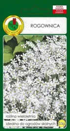 rogownica-biala-wieloletnia-na-skalniaki-0-5-g-miododajna-nasiona-pnos